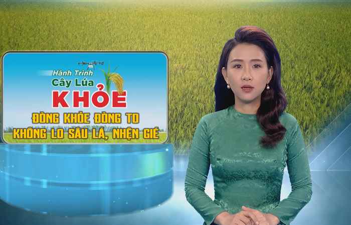 Đòng khỏe Đòng to - Không lo sâu lá, nhện gié (15-06-2024)